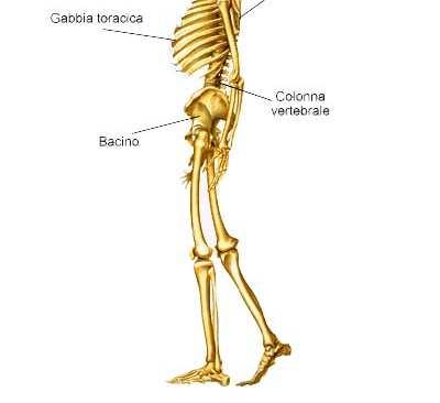 Metabolismo osseo nell AN Osteopenia nel 92% pz AN Osteoporosi nel 40% pz AN Perdita BMD 2.
