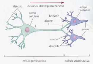 neuroni ricevono, elaborano, integrano e trasmettono impulsi nervosi, elettrici,