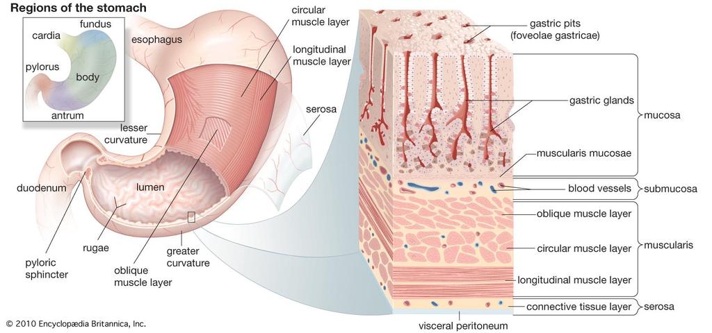 Stomaco-struttura Cellule