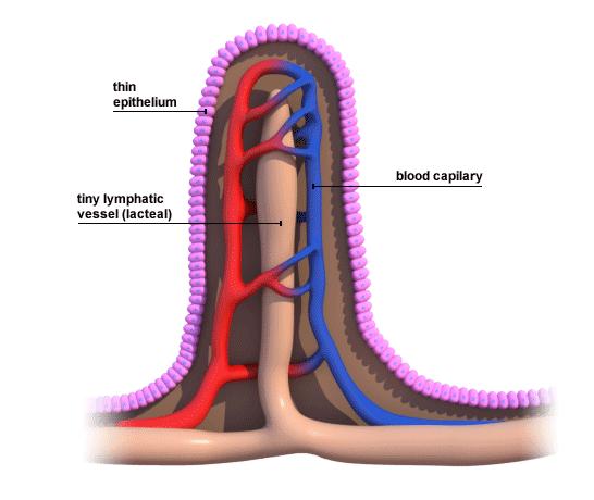 Microvilli Orletto a