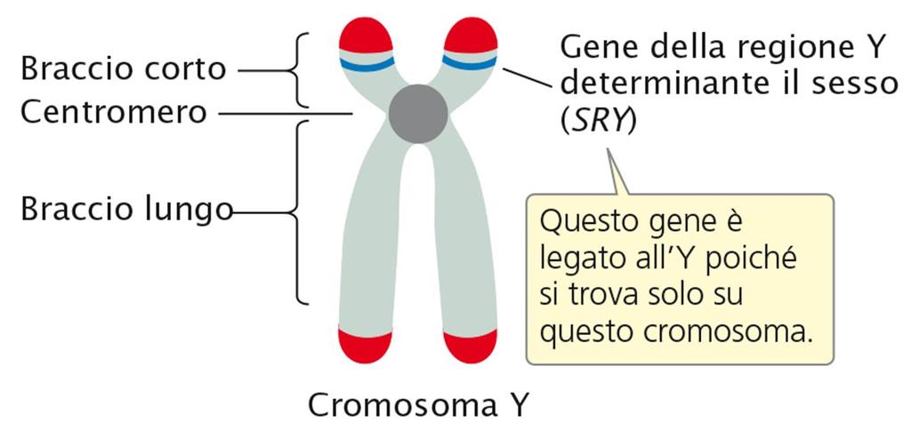 LA DETERMINAZIONE DEL SESSO NELL UOMO L uomo ha una determinazione del sesso XXXY, ma nell uomo la presenza di un gene (SRY) sul cromosoma Y determina i caratteri sessuali