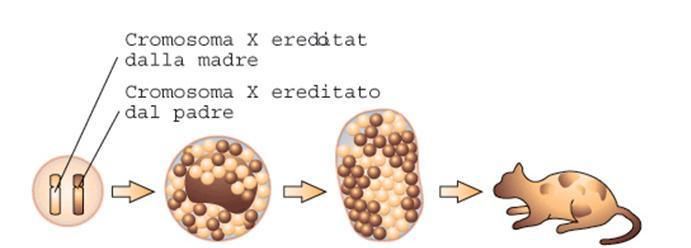 Questa distribuzione a chiazze è visibile nei gatti calicò.