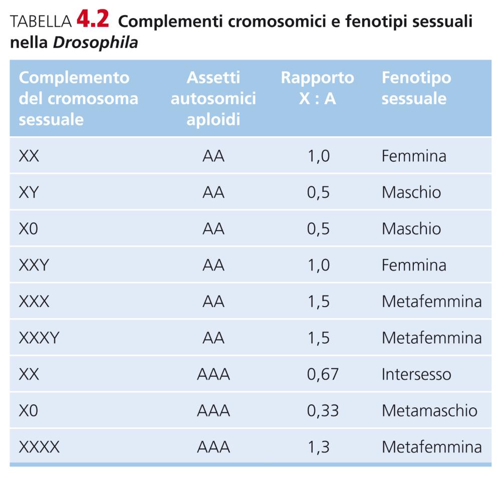 La determinazione del sesso nella Drosophila melanogaster Quando Bridges e altri studiosi esaminarono moscerini con differente numero di cromosomi sessuali e di autosomi, il rapporto X : A sembrò