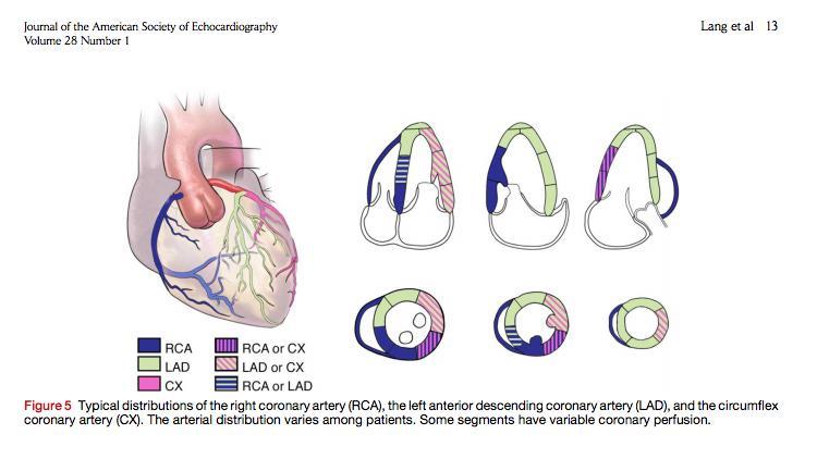 MATERIALI E METODI Anamnesi Timing di insorgenza del dolore Fattori di rischio Terapia farmacologica in atto Test diagnostici e di laboratorio ECG a 12 derivazioni standard entro 10 minuti dall