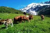 2018, 14:00 PRO LOCO BORMIO BORMIO Jeep Safari nel Parco Nazionale dello Stelvio Escursioni di mezza giornata al mattino o al pomeriggio con partenza da Bormio Pro Loco Bormio Via Roma 131/b IT -