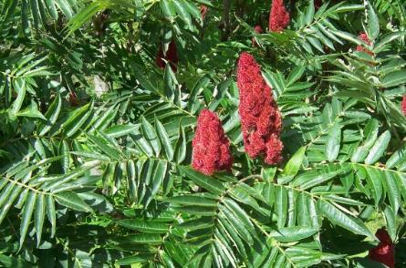 Rhus typhina Sommacco maggiore Cercinatura con 3 annelli alla base del tronco Abbattimento Sfalcio regolare (3x all anno) dei ricacci e polloni Estirpazione della pianta con tutte le radici Spirea