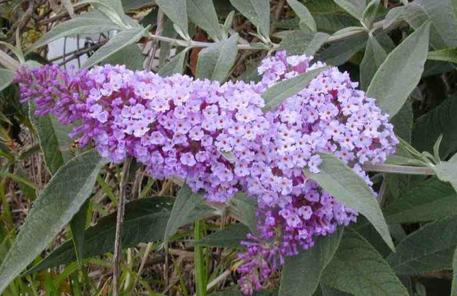 basali Estirpazione a mano Sfalcio ripetuto Buddleja davidii - Buddleja in inceneritore Arbusto (2-3 m altezza) Presente lungo corsi d acqua, scarpate stradali e ferroviarie, cave, margini dei