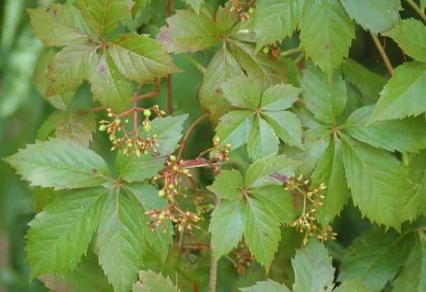 piccoli pezzi possono ricacciare) Parthenocissus spp.