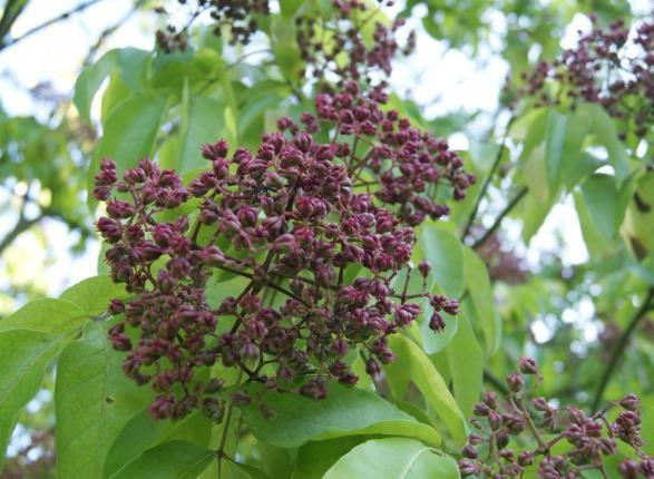 in giardini privati, naturalizzata in bosco Diffusione tramite semi Tetradium daniellii -