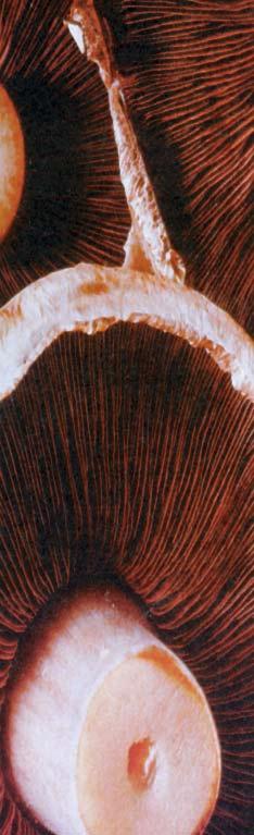 ARCHIVIO DELLE LEGGI Commercializzazione di funghi secchi senza l indicazione del nome scientifico facilmente visibile Art.