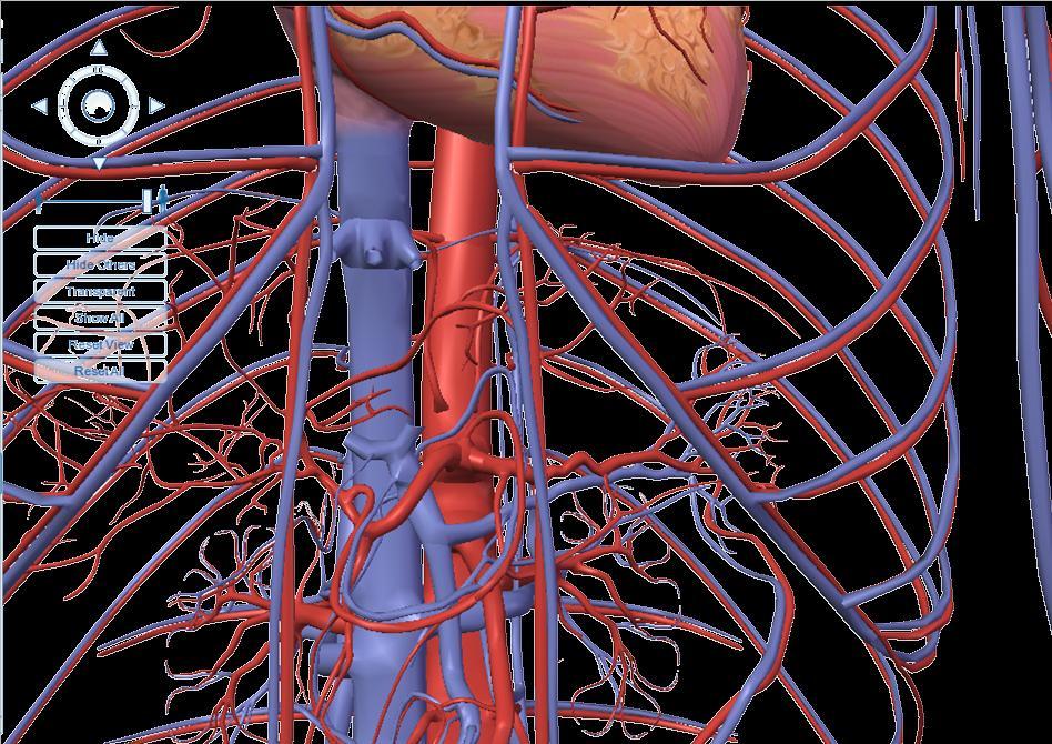 Arterie