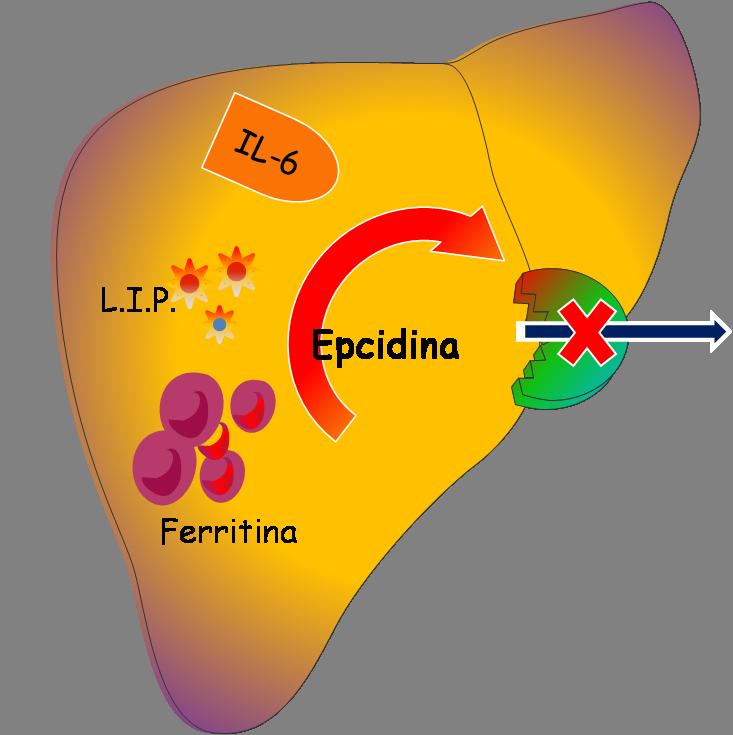 Ruolo dell Epcidina L'epcidina è una proteina prodotta fegato