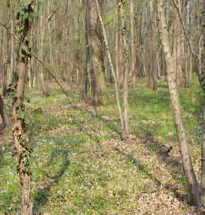 I boschi planiziali di riferimento: querco-carpineto,