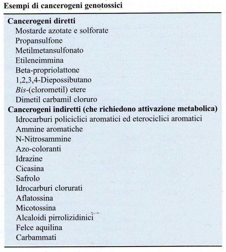 CANCEROGENI GENOTOSSICI I cancerogeni genotossici iniziano il tumore causando danno al DNA I cancerogeni che