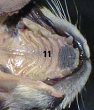 Palato Duro 6 di 8 La mucosa che riveste il palato duro è spessa, talora pigmentata, presenta una papilla