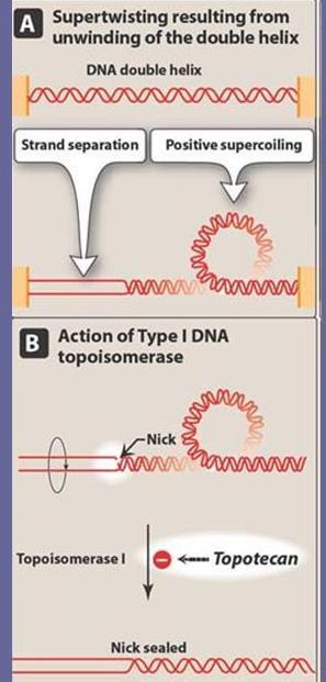 La topoisomerasi I è un enzima che si lega covalentemente alla doppia elica di DNA, tagliandone un singolo filamento.