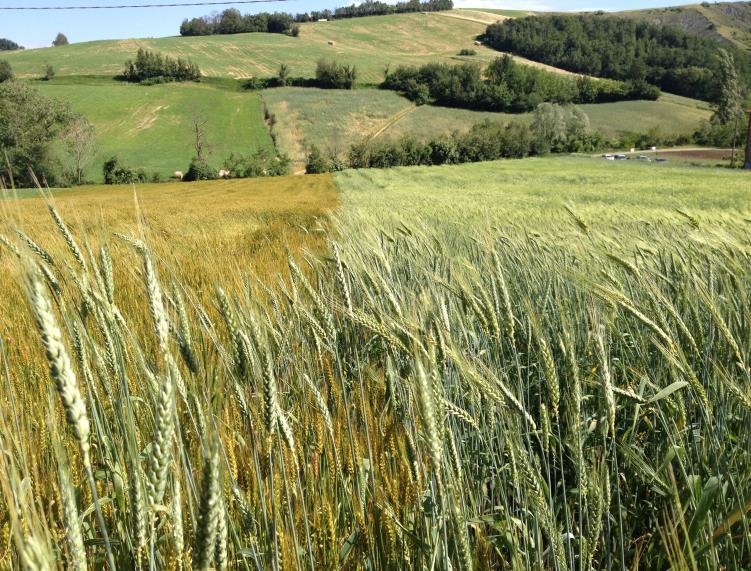 Si propone inoltre di confrontare i miscugli con le linee pure che li originano e con varietà moderne di frumento.