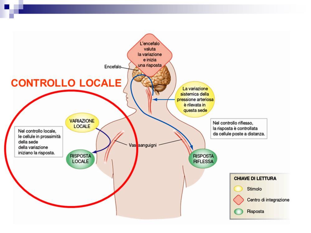 Il controllo più semplice avviene a livello tissutale o cellulare.