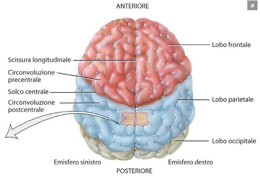 sinistra, dette emisferi cerebrali.