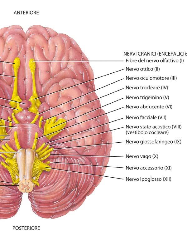 Le dodici coppie di nervi cranici Le dodici coppie di nervi cranici fanno parte del SNP.