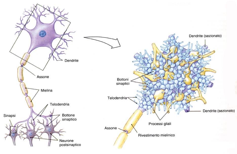 Immagine tratta da: Anatomia Umana, Martini,