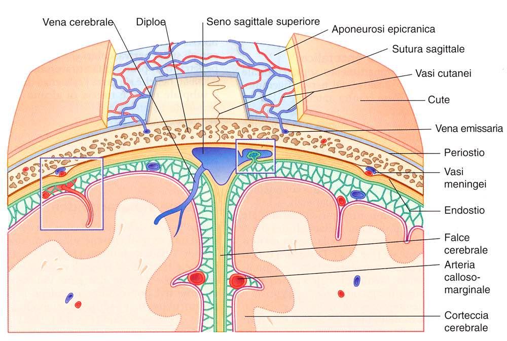 Dura madre Aracnoide Pia madre Immagine tratta da: Neuroanatomia,