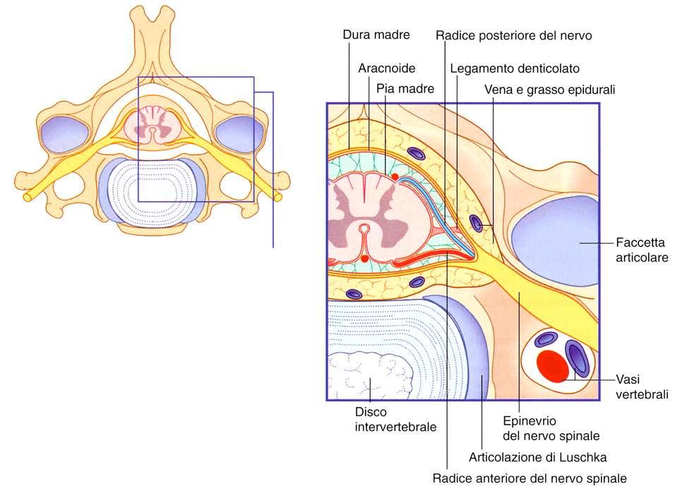 Immagine tratta da: Neuroanatomia, Fitzgerald,