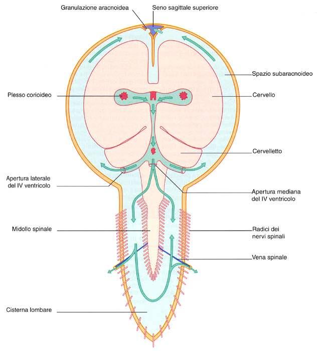 Immagine tratta da: Neuroanatomia, Fitzgerald,