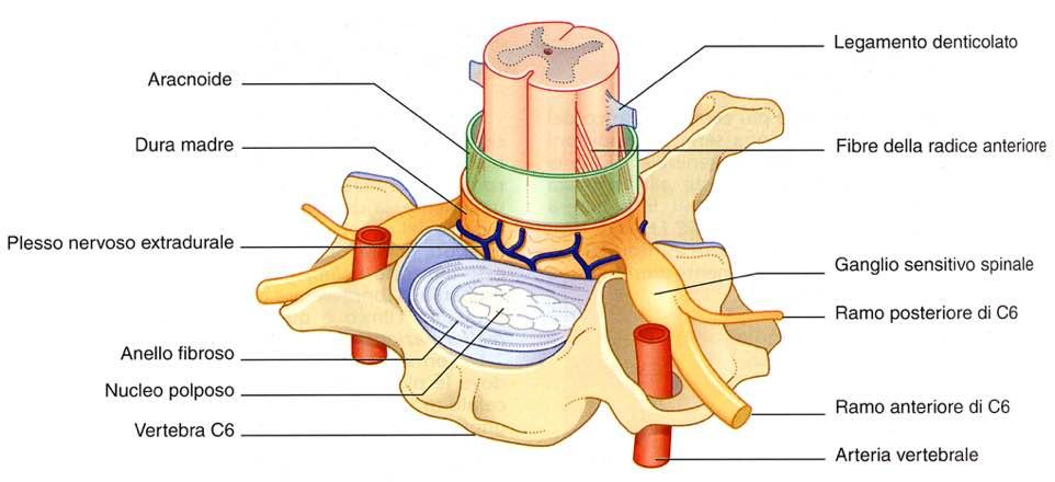 Immagine tratta da: Neuroanatomia, Fitzgerald,