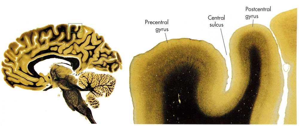 La corteccia cerebrale (o telencefalica) Immagine