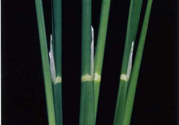 FENOLOGIA DELLA PIANTA DI RISO 3 Levata 34 Allungamento dell'internodo (pannocchia > 2 mm) 37 Foglia paniculare appena visibile, ancora arrolotolata 39 Stadio della foglia paniculare distesa (collari