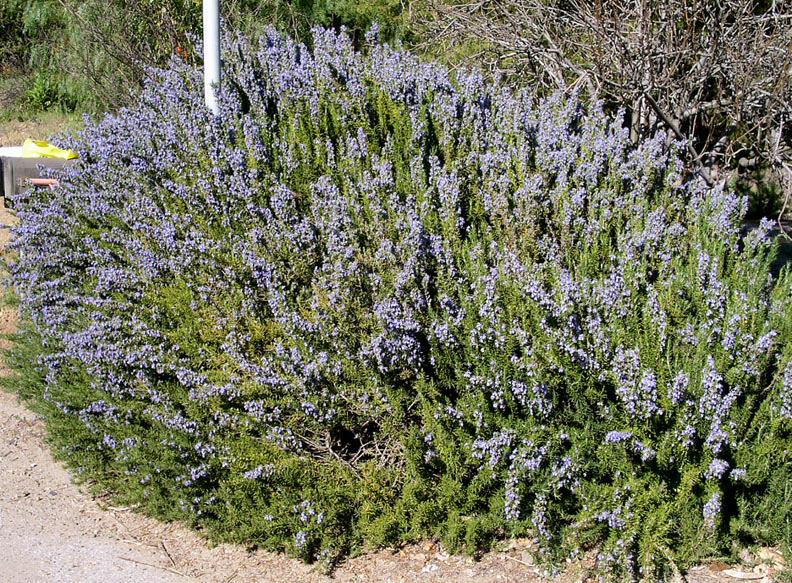 Rosmarinus officinalis (Rosmarino) Arbusto appartenente alla famiglia delle Lamiaceae. Resistente alla siccità e tipico della zona toscana, produce fiori viola, piccoli ed abbondanti.