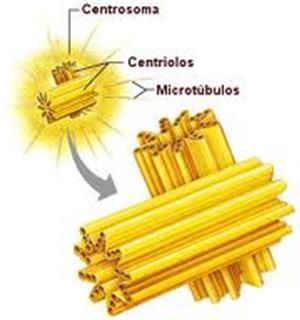 ORGANIZZAZIONE MICROTUBULARE