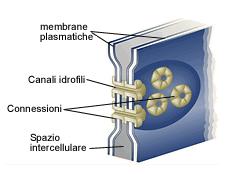 GIUNZIONI OCCLUDENTI (STRETTE,