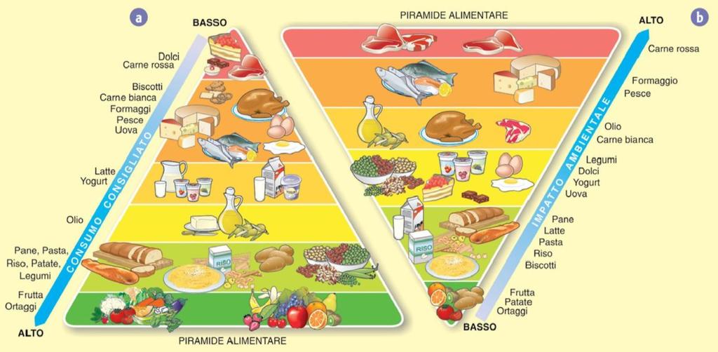 Le piramidi alimentari Una mostra quali sono le proporzioni di una dieta equilibrata (piramide a).