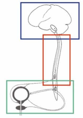 Incontinenza urinaria transuretrale: Il meccanismo della minzione La vescica si riempie Il segnale di vescica piena