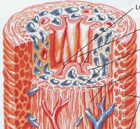 Effetto dell età avanzata sulla continenza vescicale Tonaca muscolare Plesso venoso turgore della