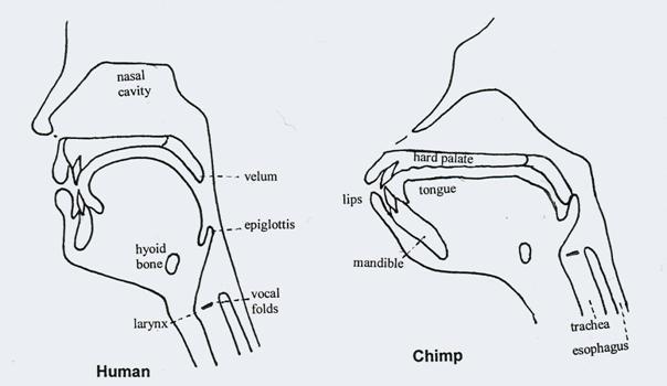 e il dibattito sulle origini del linguaggio Dopo un silenzio secolare, il tema delle origini ritorna in auge nel quadro della ripresa del confronto sul pensiero di Darwin e sul senso della sua