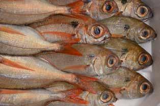 SECONDI PIATTI Siamo orgogliosi della nostra offerta gastronomica e il nostro vanto è il pesce pescato fresco: dal 2010, due/tre volte alla settimana