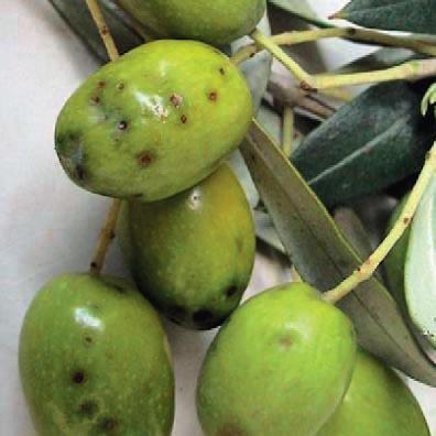 Momentaneamente non è necessario intervenire con prodotti chimici, ma si consiglia di rilevare l eventuale presenza di punture fertili sulle olive (Fig. 4), campionando drupe a caso sulle piante. Fig.