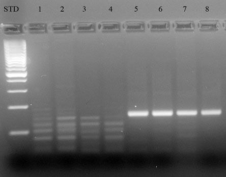 PCR - METODI PCR «nested» E E E E