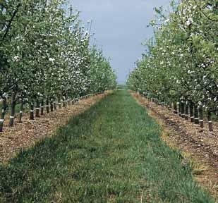 74 Inerbimento e ripristino paesaggistico Copertura vegetale per la conservazione del suolo in frutteti, agrumeti, oliveti, vigneti.