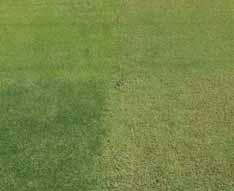 Quasar Rinovo Thunder Greenlinks Prova di overseeding, foto scattata il 22/05/2015, con Poa trivialis QUASAR, Lolium