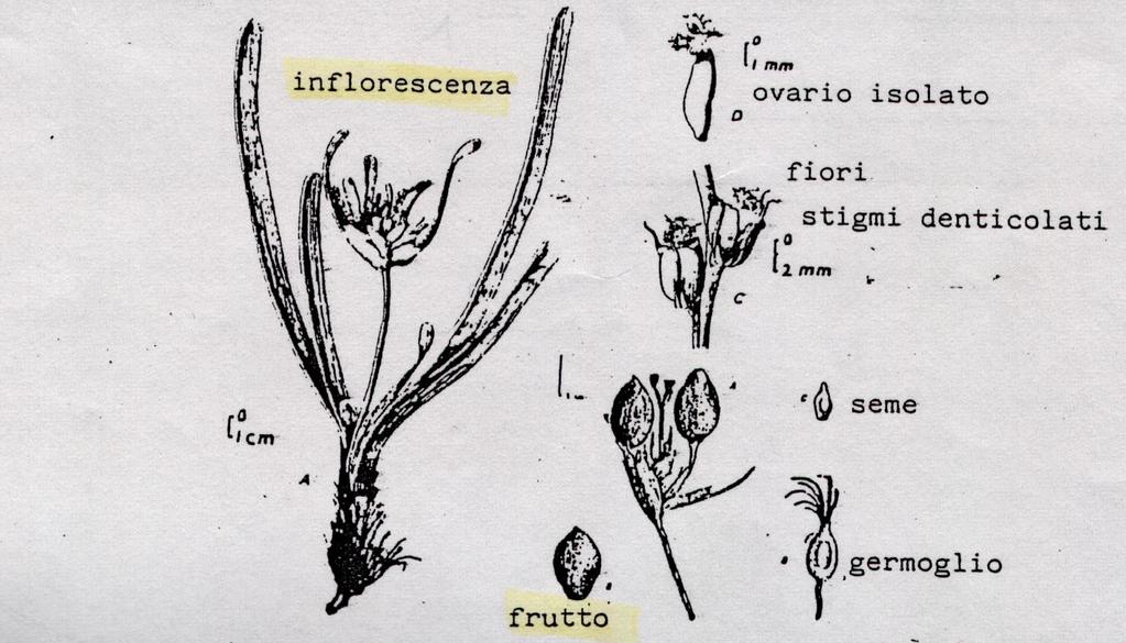 LA CARTA D IDENTITA Nome: Posidonia Cognome: oceanica Nascita: Era terziaria > periodo Miocenico = 10 mln.