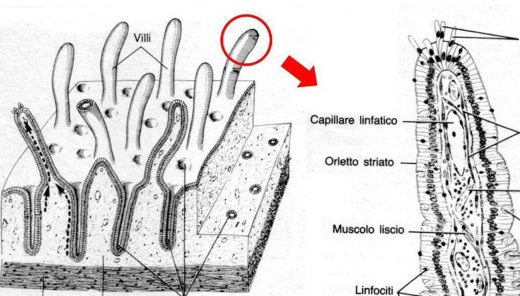 Digestione ed assorbimento La mucosa intestinale è organizzata in modo da amplificare la sua superficie: 1) Sporgenze epiteliali rappresentate dai