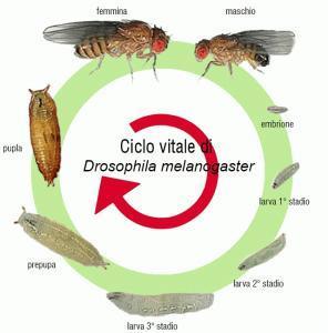 DROSOPHILA M.