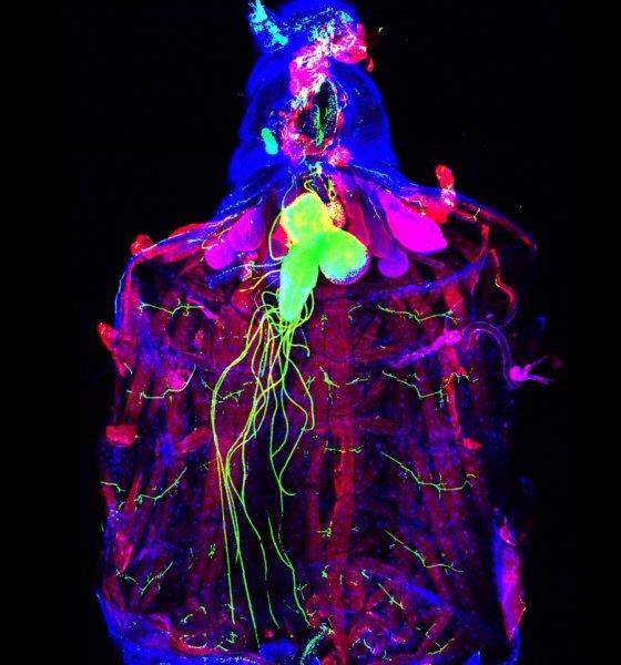 corrispondente in Drosophila -Ciclo vitale breve