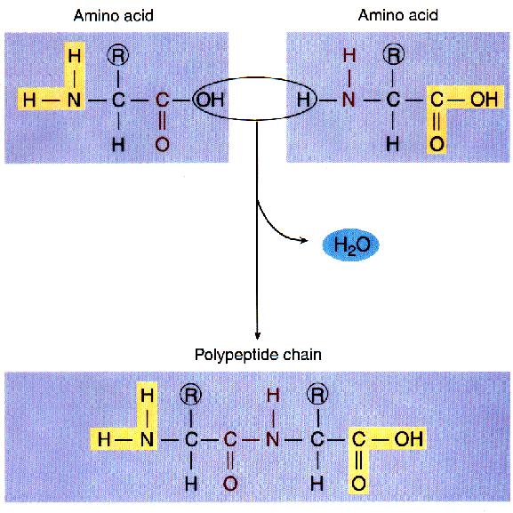 POTEINE ATENE POLIPEPTIDIE da decine a migliaia di monomeri N 2 N 2 O O O N N OO 2 O OO LEGAME PEPTIDIO N 2 N N OO O O Formazione del legame peptidico amminoacido 1 amminoacido 2 legame covalente