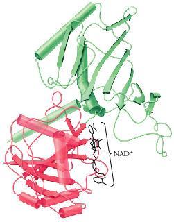 GLICERALDEIDE-3-FOSFATO DEIDROGENASI Le catene polipeptidiche contenenti + di 200 residui, si ripiegano in genere in 2 o + ripiegamenti detti domini Aspetto bi- o multi-lobato Ogni dominio: 100-200