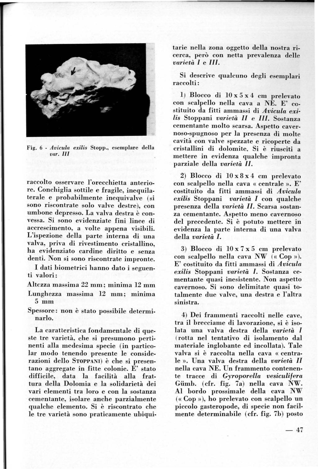 tarie nella zona oggetto della nostra ricerca, però con netta prevalenza delle varietà I e III. Si descrive qualcuno degli esemplari raccolti: Fig. 6. Avicula exilis Stopp., esemplare della var.